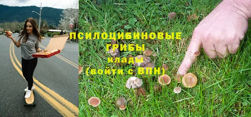 где купить   Анапа  Псилоцибиновые грибы Magic Shrooms 